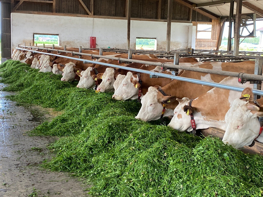 Rott am Inn酒店住宿-Springerhof