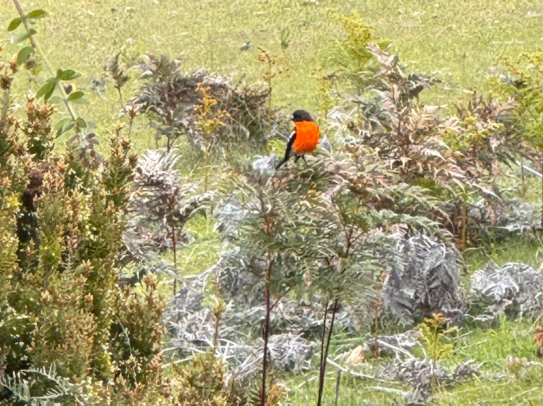Localing Private Tours Tasmania-霍巴特必去景点