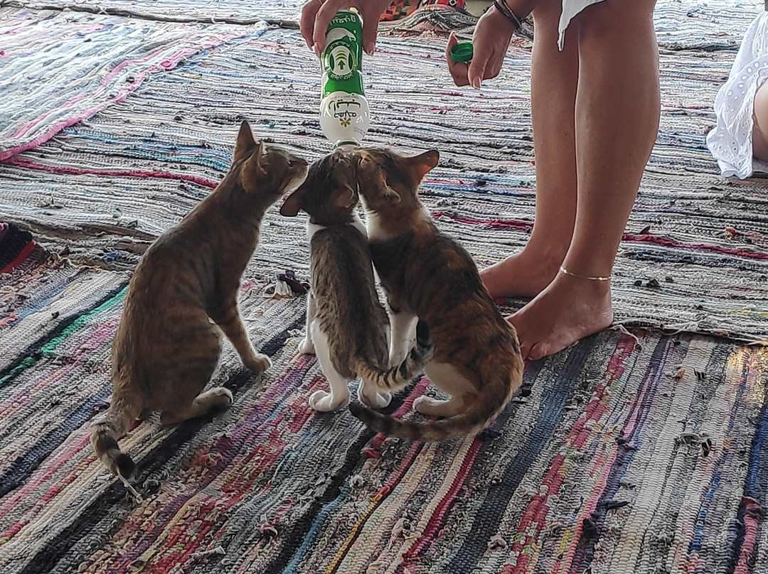 El Qulan Mangrove Forest-马萨阿拉姆必去景点