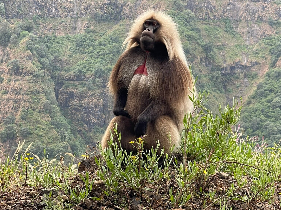 Simien Park Tours-贡德尔必去景点