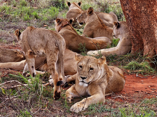 Dreaming Kenya con Bancomat-瓦塔木必去景点