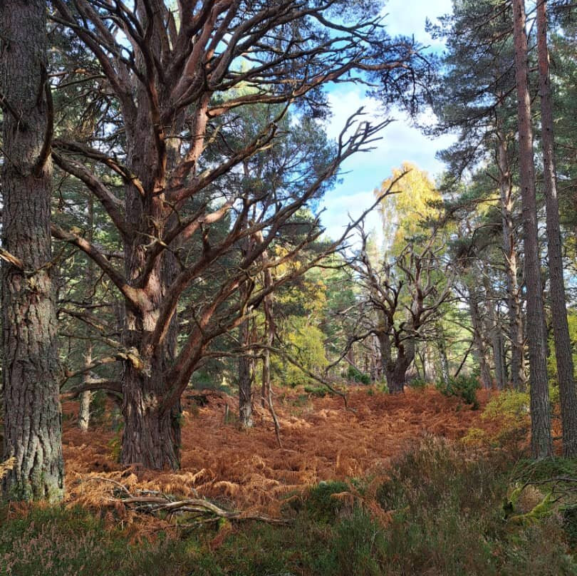 Rothiemurchus-阿维莫尔必去景点