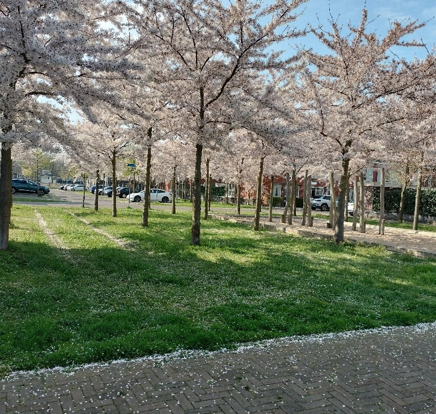 VVV Enkhuizen-恩克赫伊曾必去景点