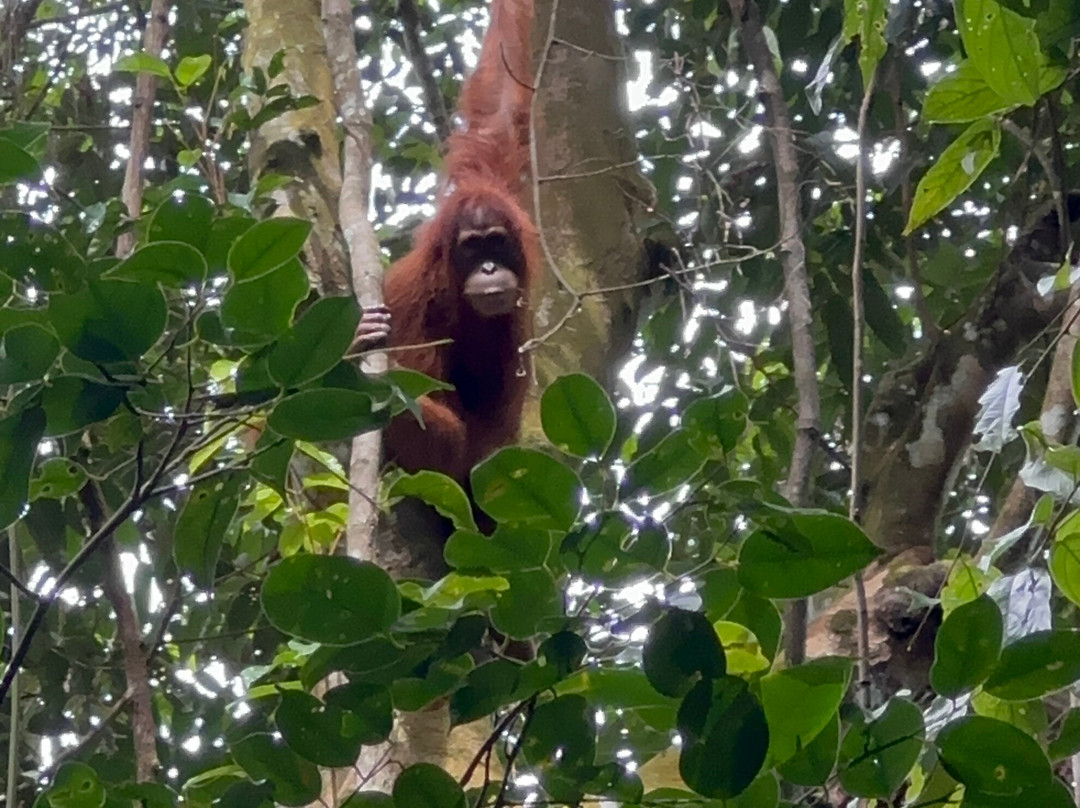 Bukit Lawang Adventure-武吉拉旺必去景点