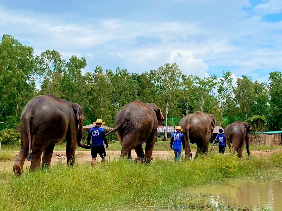 Elephant Fun Farm Chiangmai Thailand-Nam Phrae必去景点