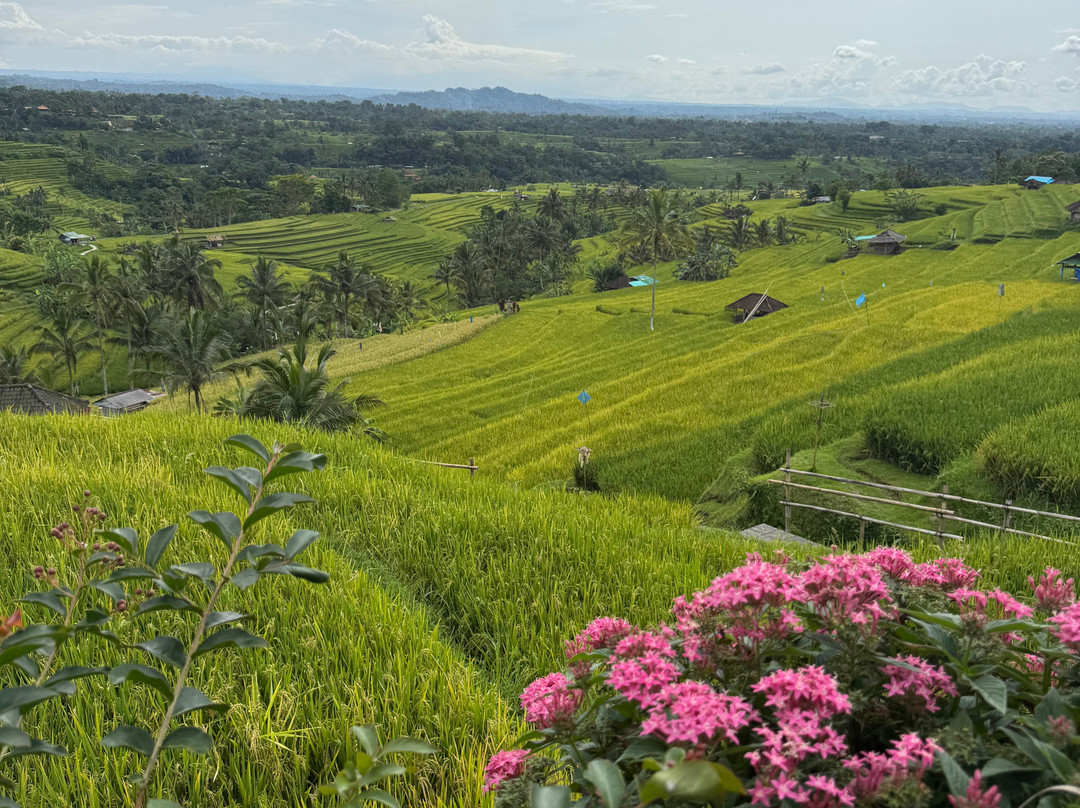 Jatiluwih Cycling & E-bike Tours With Bali By Pedals-达巴南必去景点