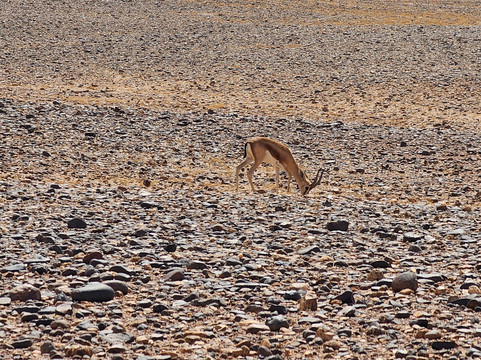 Grain de Sable du Maroc-迈哈米德必去景点