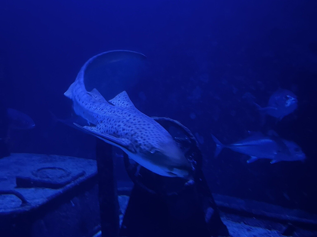 Aquarium de la Réunion-圣吉尔莱班必去景点