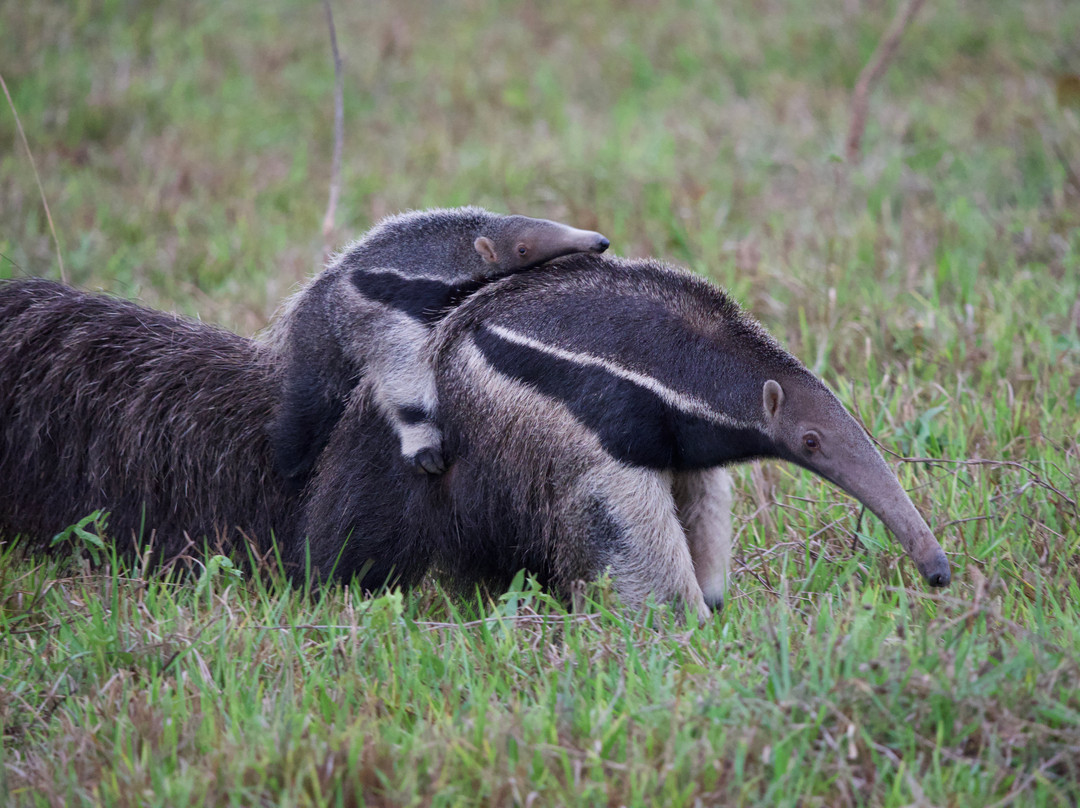 Pantanal Jaguar Safaris-Chapada dos Guimaraes必去景点