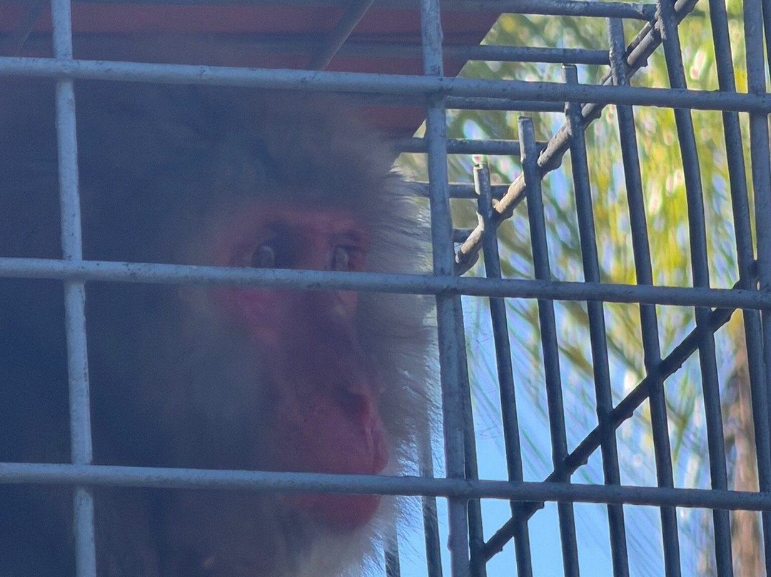 Suncoast Primate Sanctuary-帕姆港必去景点