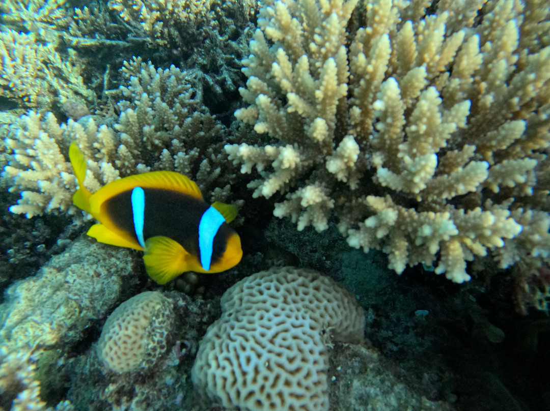 Erlebnis Ägypten-Safaga必去景点