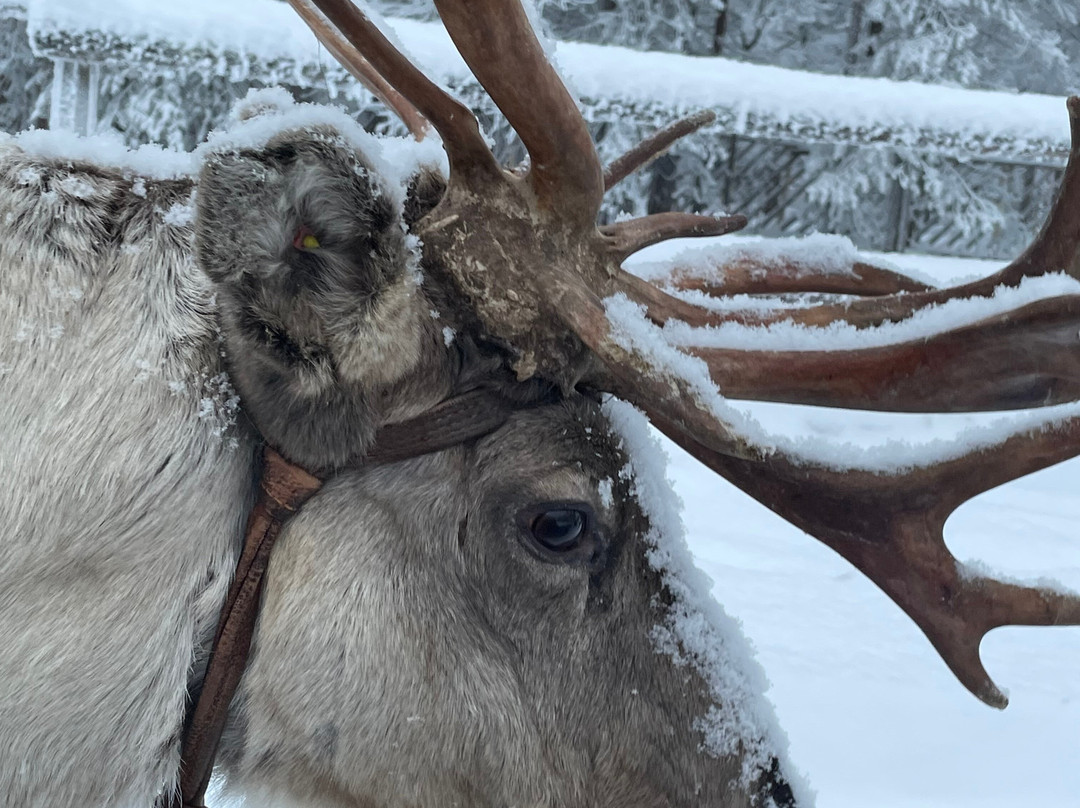 Jaakkola Reindeer Farm-Luosto必去景点
