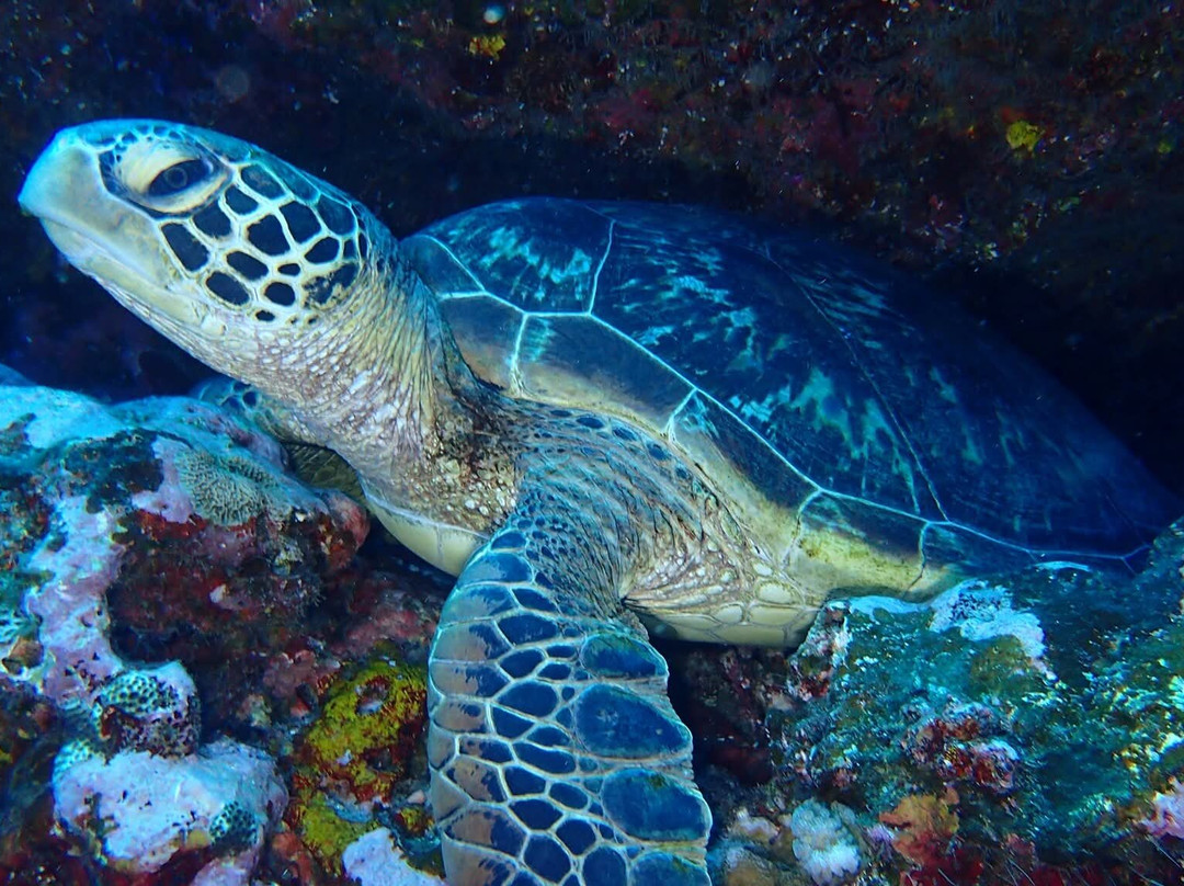 Tahiti Plongée Passion-皮拉尔必去景点