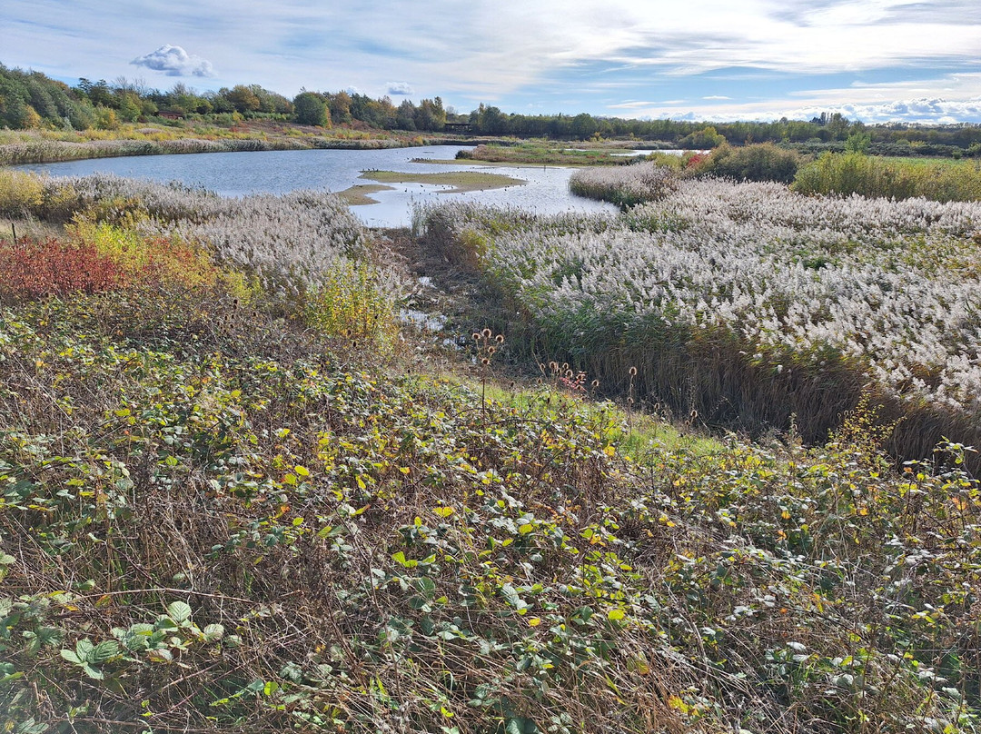 North Cave Wetlands Nature Reserve-Brough必去景点