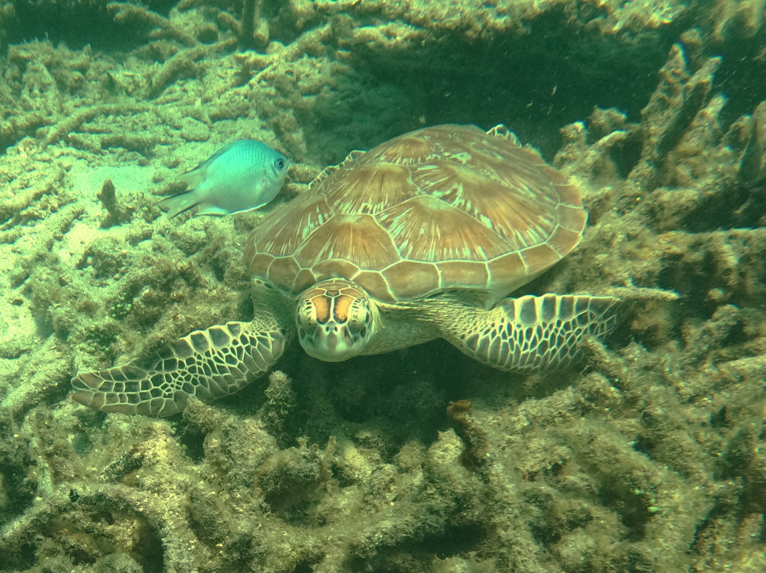 Les Baleines Rand'eau-诺西贝必去景点