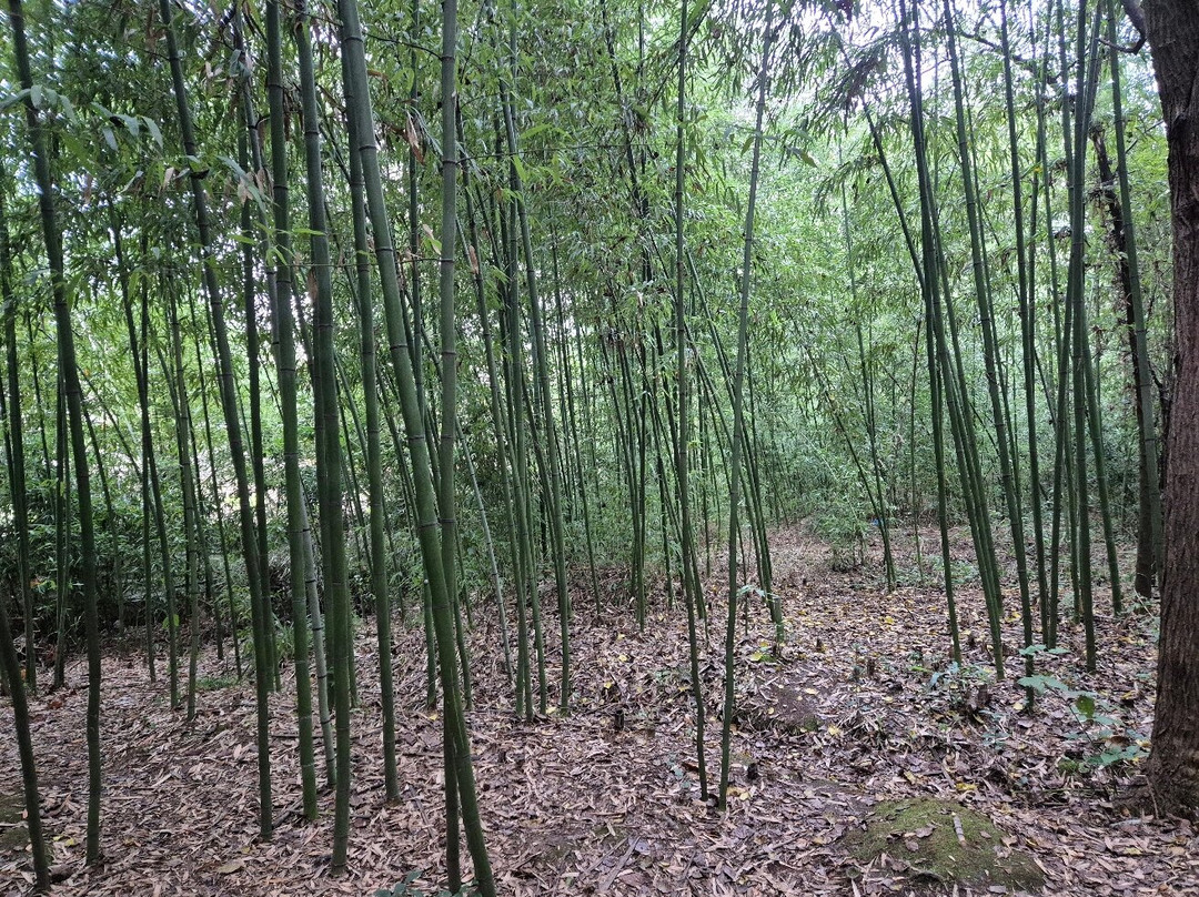 Bamboo plantation-连科兰必去景点