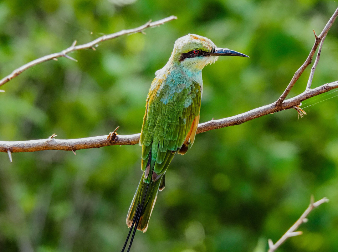 Udawalawe Lahiru Safari Guide Tours-乌达瓦拉维国家公园必去景点