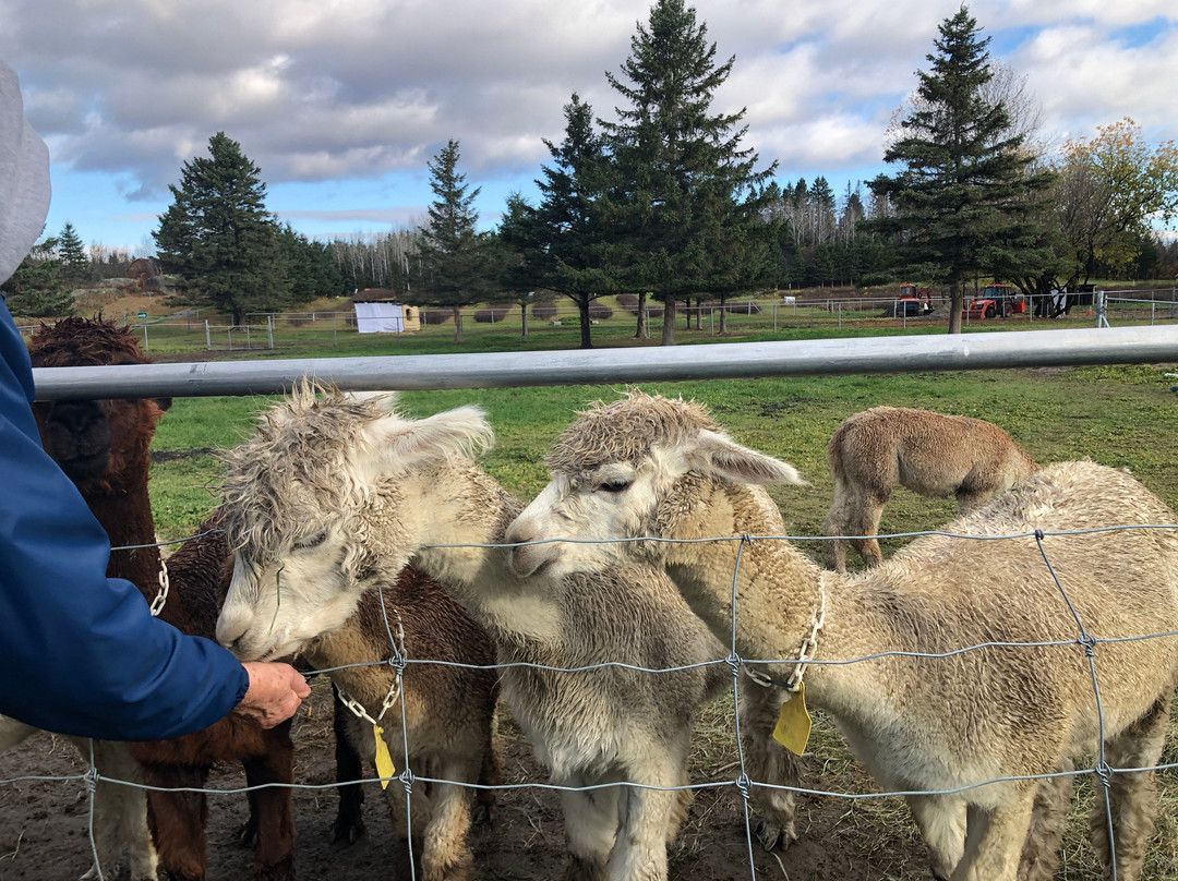 Alpaga Bersi-Saguenay必去景点