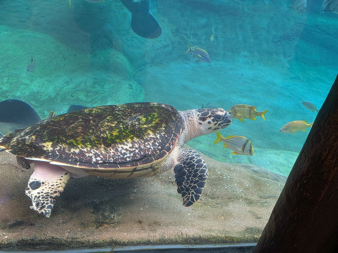 哥伦布动物园-Powell必去景点