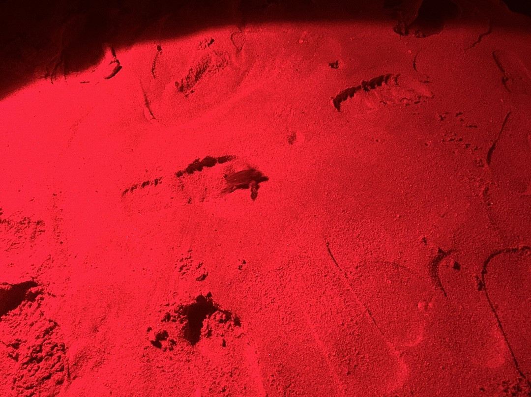 Turtle Conservation Project Turtle Watch-Rekawa必去景点