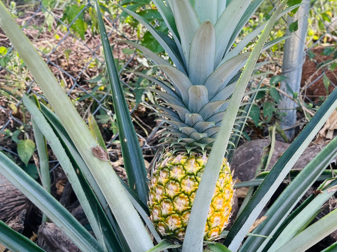 Sweet Retreats Casa Chango-埃斯孔迪多港必去景点