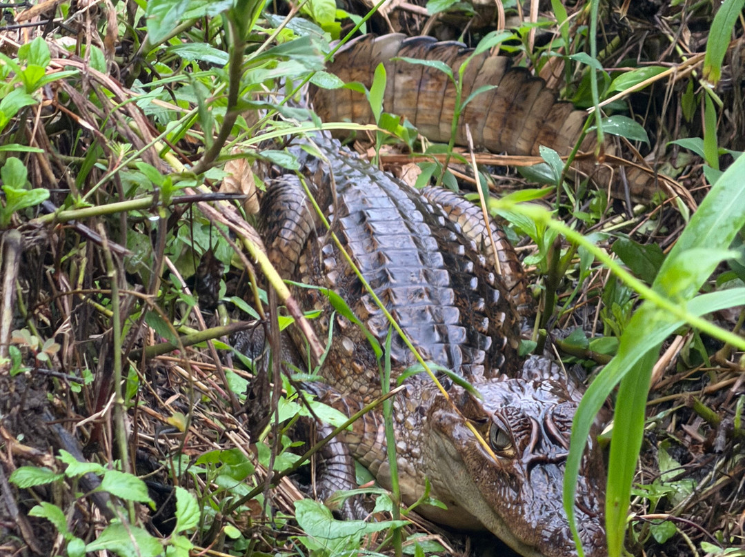Rainforest Chronicles-希门尼斯港必去景点
