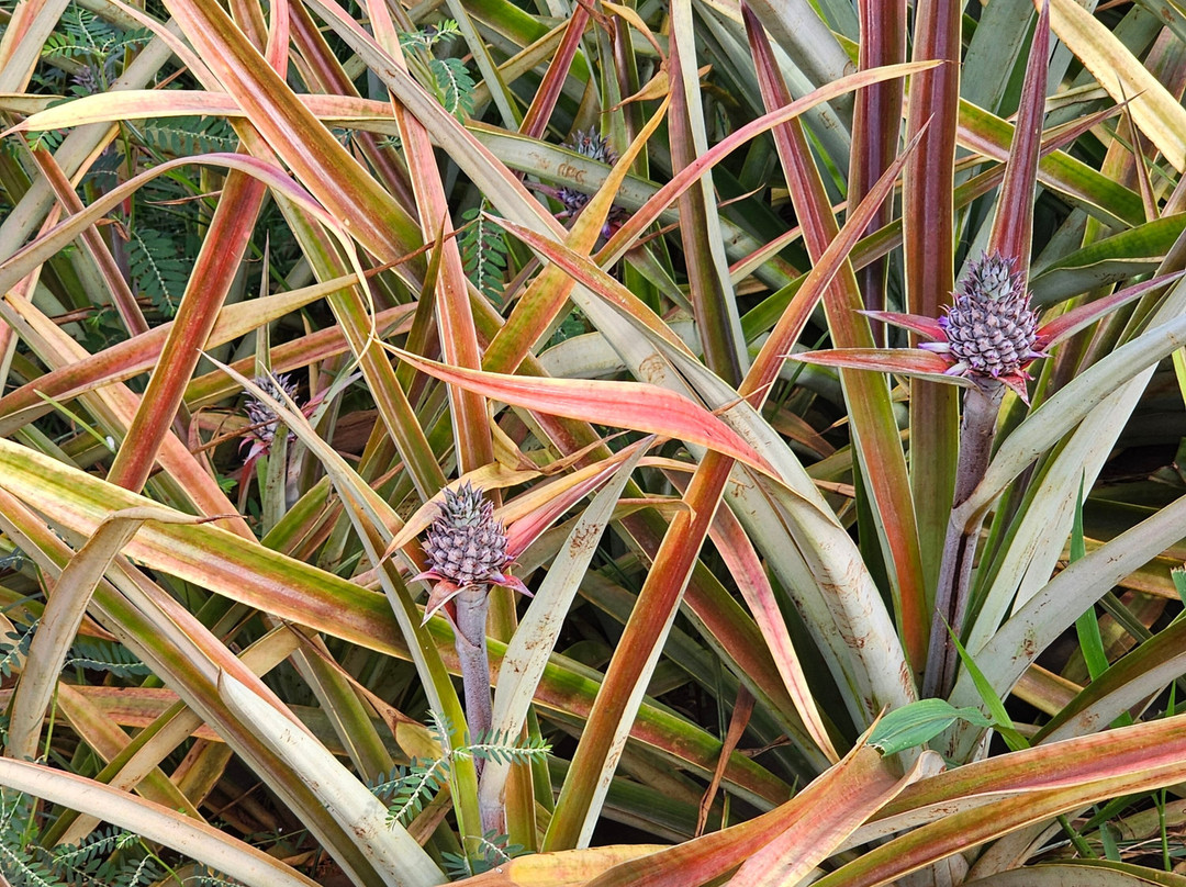 Sugarloaf Pineapple Farm-基拉韦厄必去景点