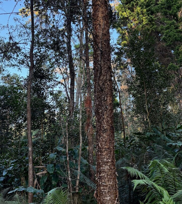 Kona Cloud Forest Sanctuary-凯鲁瓦-柯纳必去景点