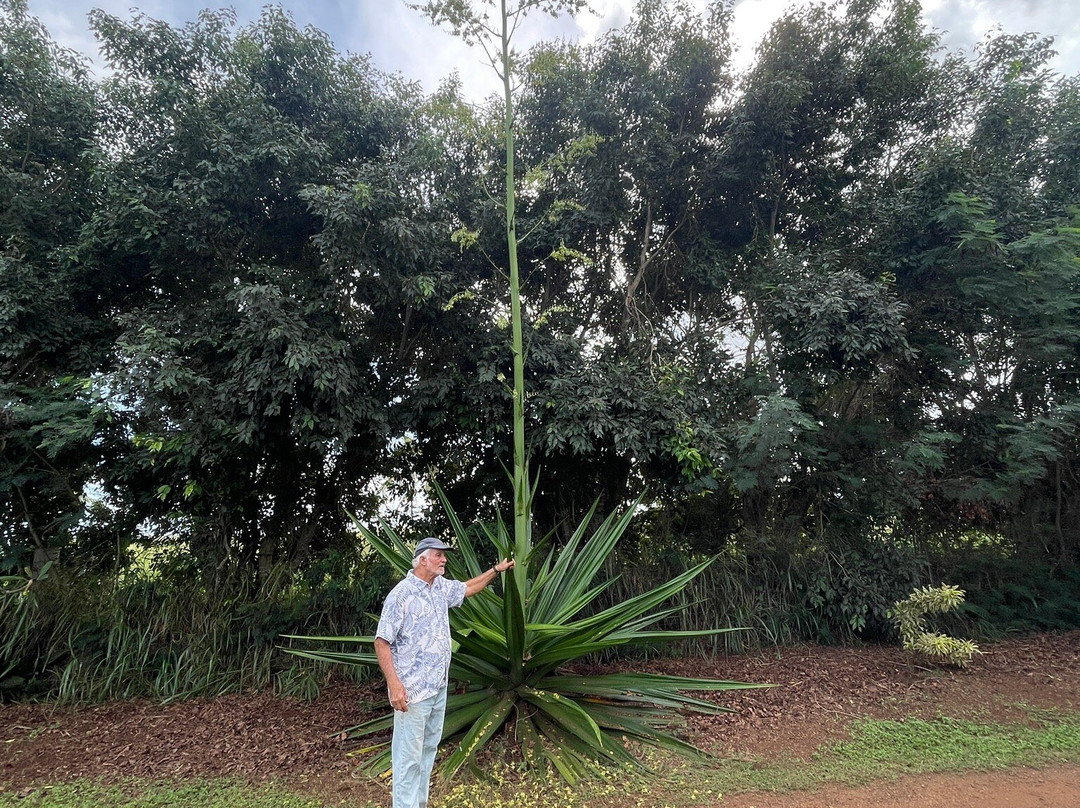 Hawaiian Organic Noni-基拉韦厄必去景点