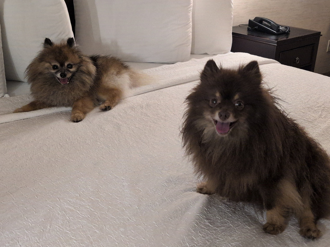 东门贝尔维尤银云酒店主图