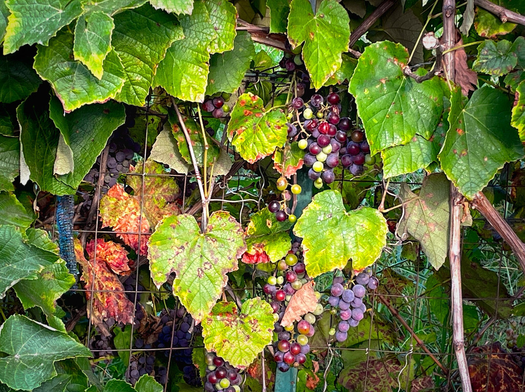 B&B Villa Valentina Taormina主图