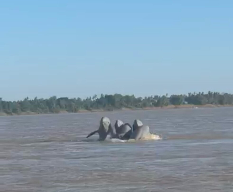 Dolphin Kayaking Adventures-Kratie必去景点