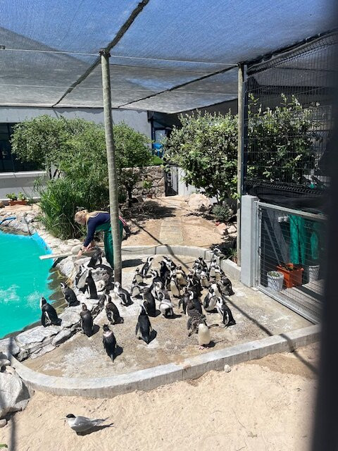 SANCCOB Seabird Rehabilitation Centre-Table View必去景点
