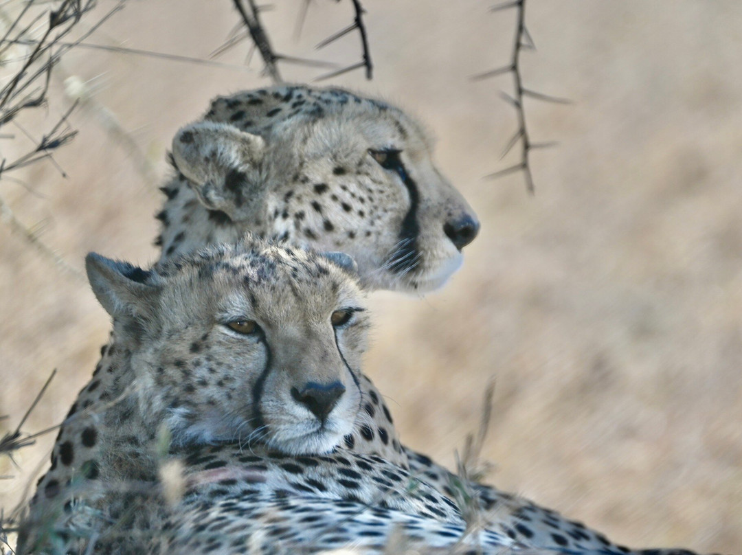 TOPY TOURS-阿鲁沙必去景点