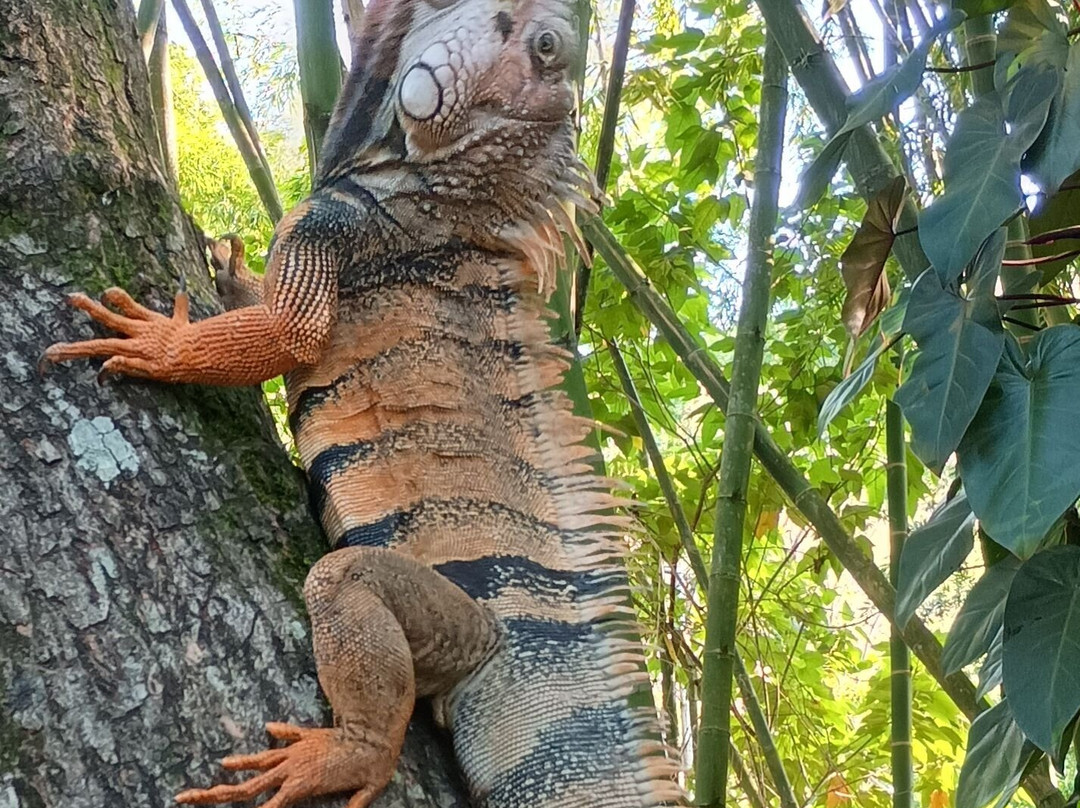 Zoologico de Cali-卡利必去景点