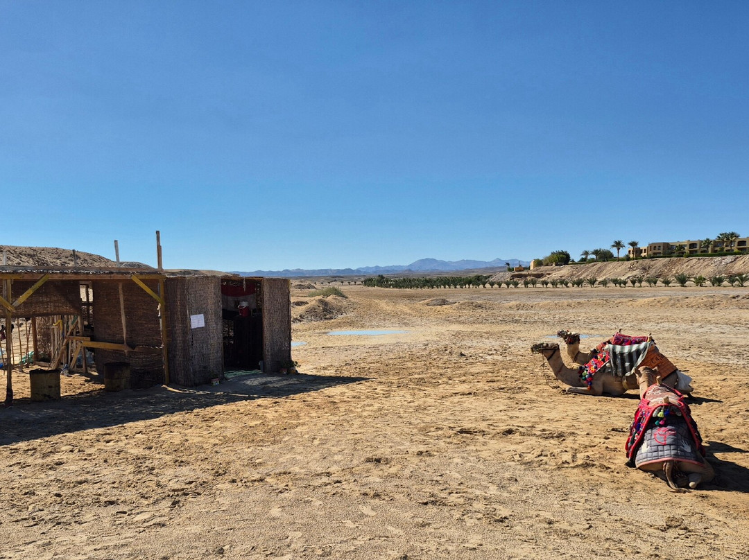 Marsa Mubarak-马萨阿拉姆必去景点