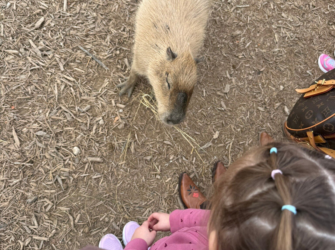 Grapetown Vineyard-弗雷德里克斯堡必去景点