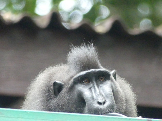 Tangkoko Wildlife Tour-比通必去景点