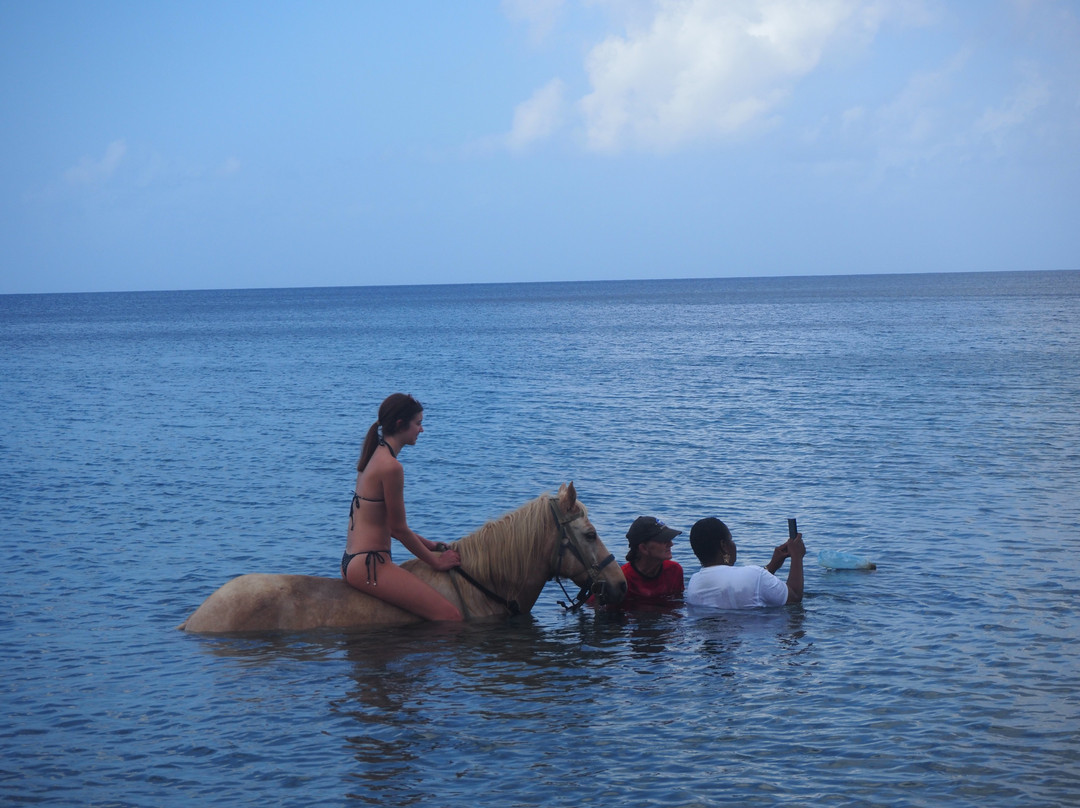 Rainforest Riding-Portsmouth必去景点