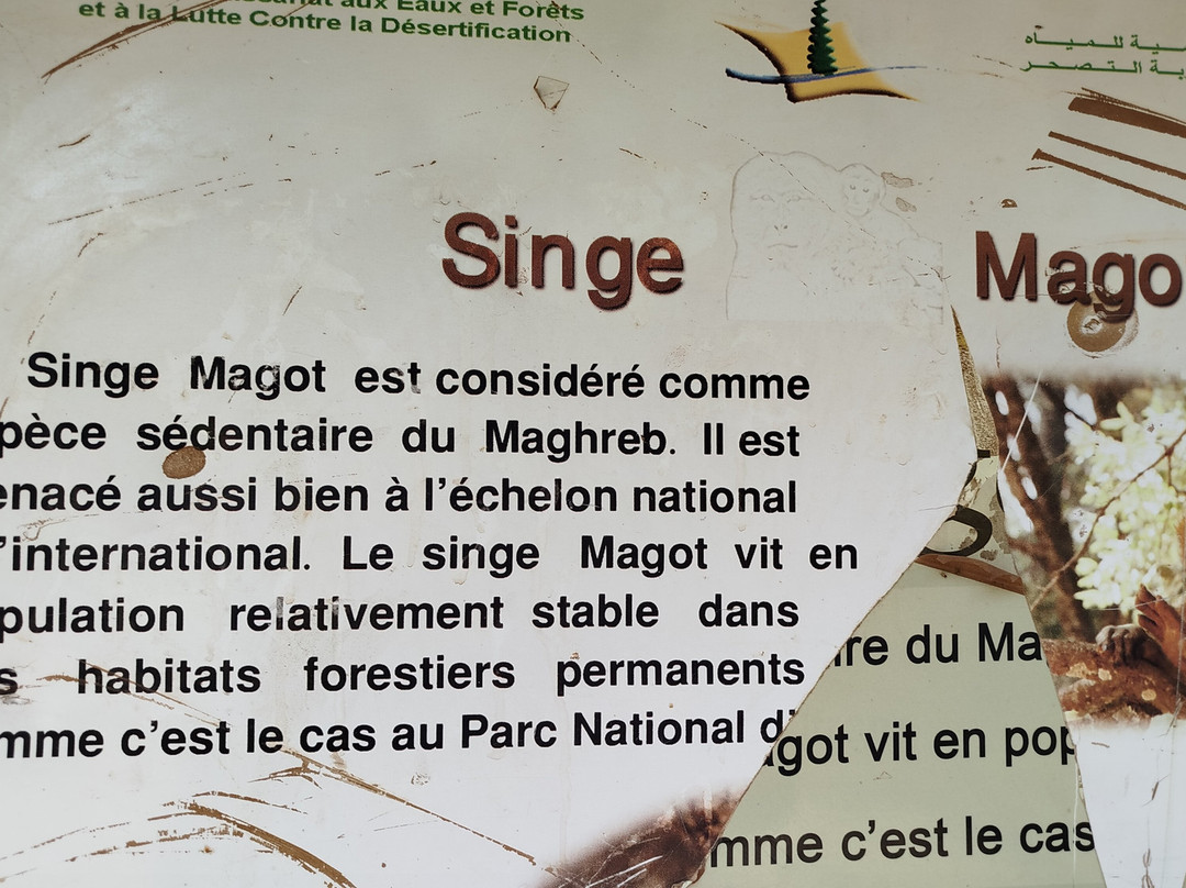 Azrou Cedar Forest-Azrou必去景点