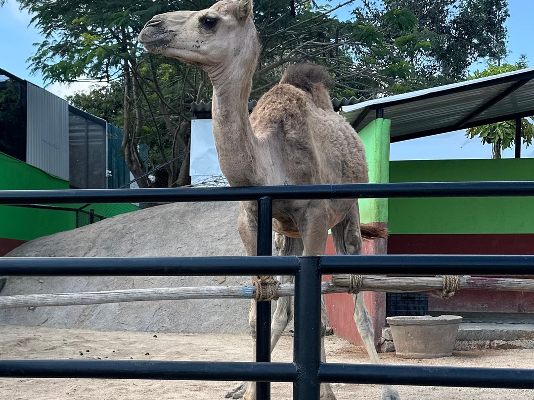 Fundera Park-Yelagiri必去景点