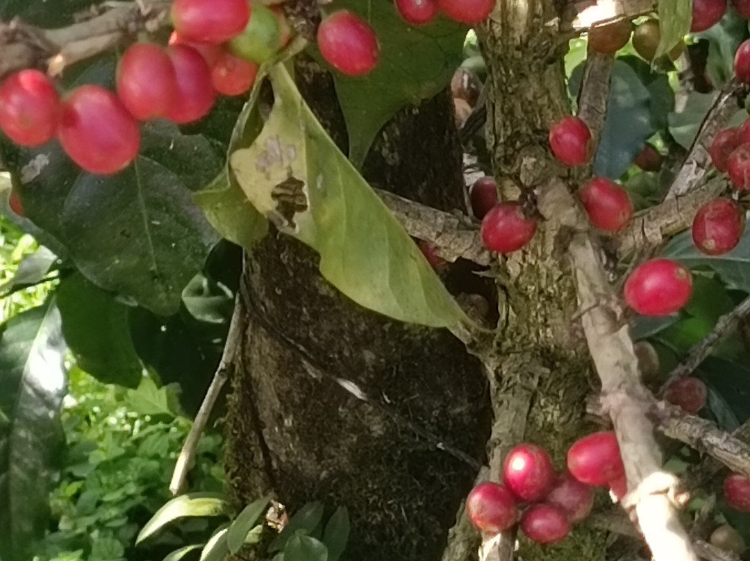 Café Monteverde Coffee Tour-圣埃伦娜必去景点