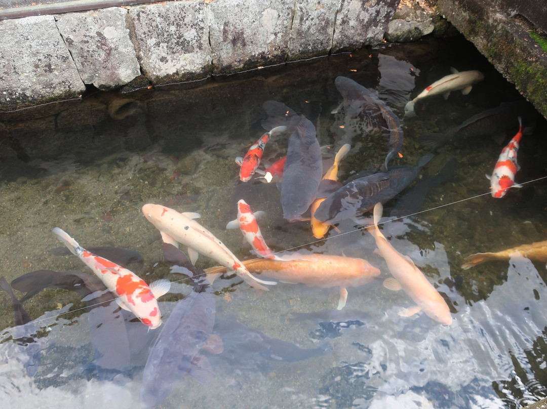 Tonomachi Street-津和野町必去景点