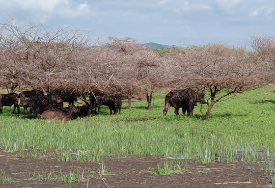 Shayamanzi Luxury Houseboats-Jozini必去景点