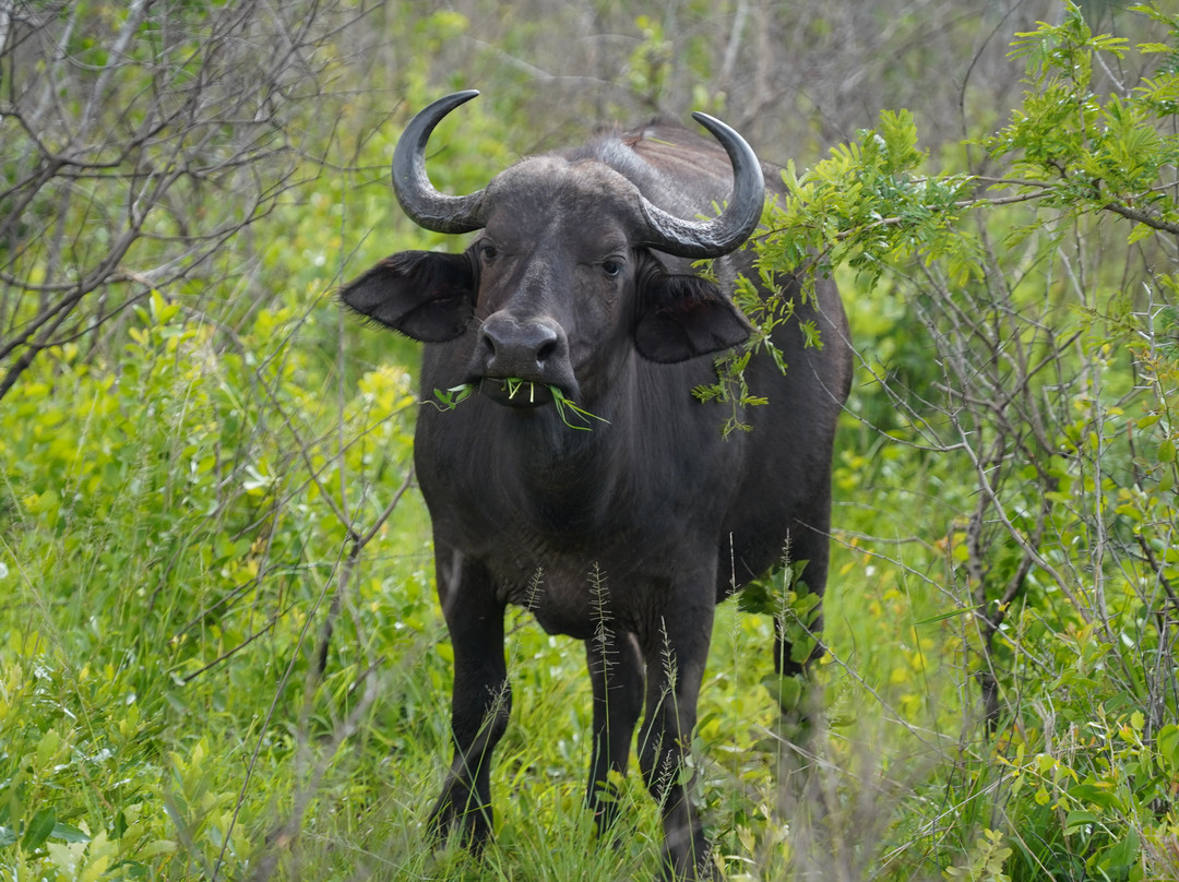 Hluhluwe - iMfolozi Park Wilderness Area-Hluhluwe Game Reserve必去景点