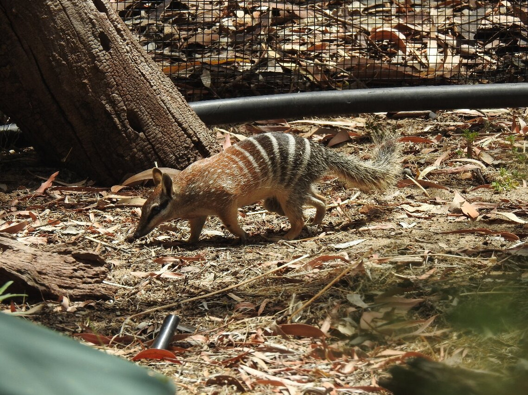 珀斯动物园-南珀斯必去景点