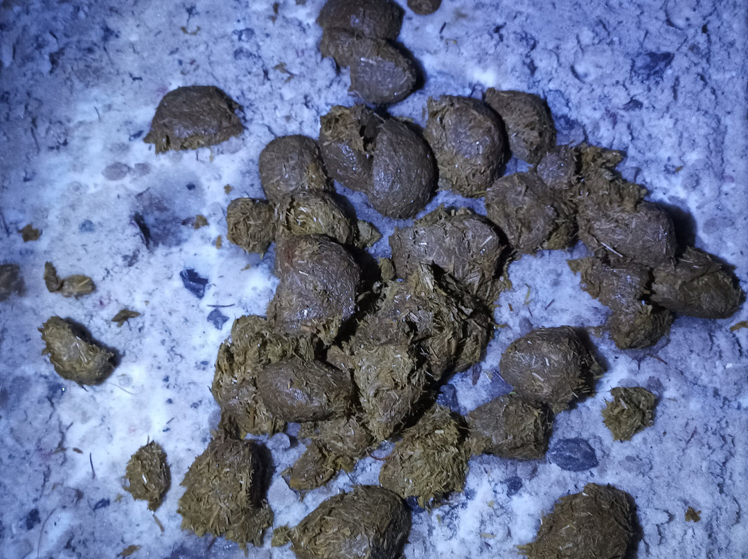 Dolina Chocholowska-Tatra National Park必去景点