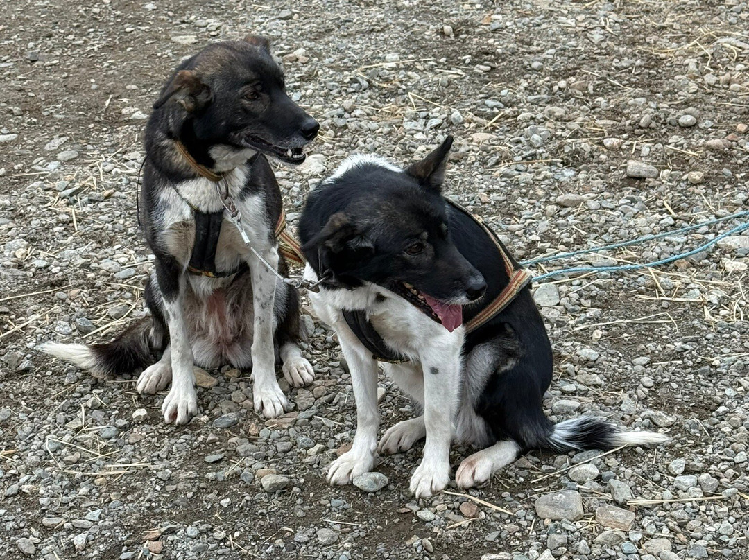 Northern Light Dog Adventure-Nordkjosbotn必去景点