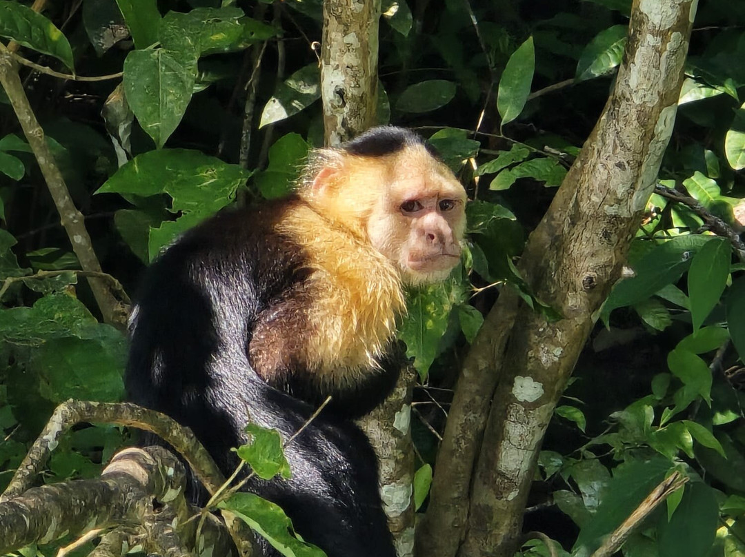 Gatun Sport Fishing Lodge-巴拿马城必去景点