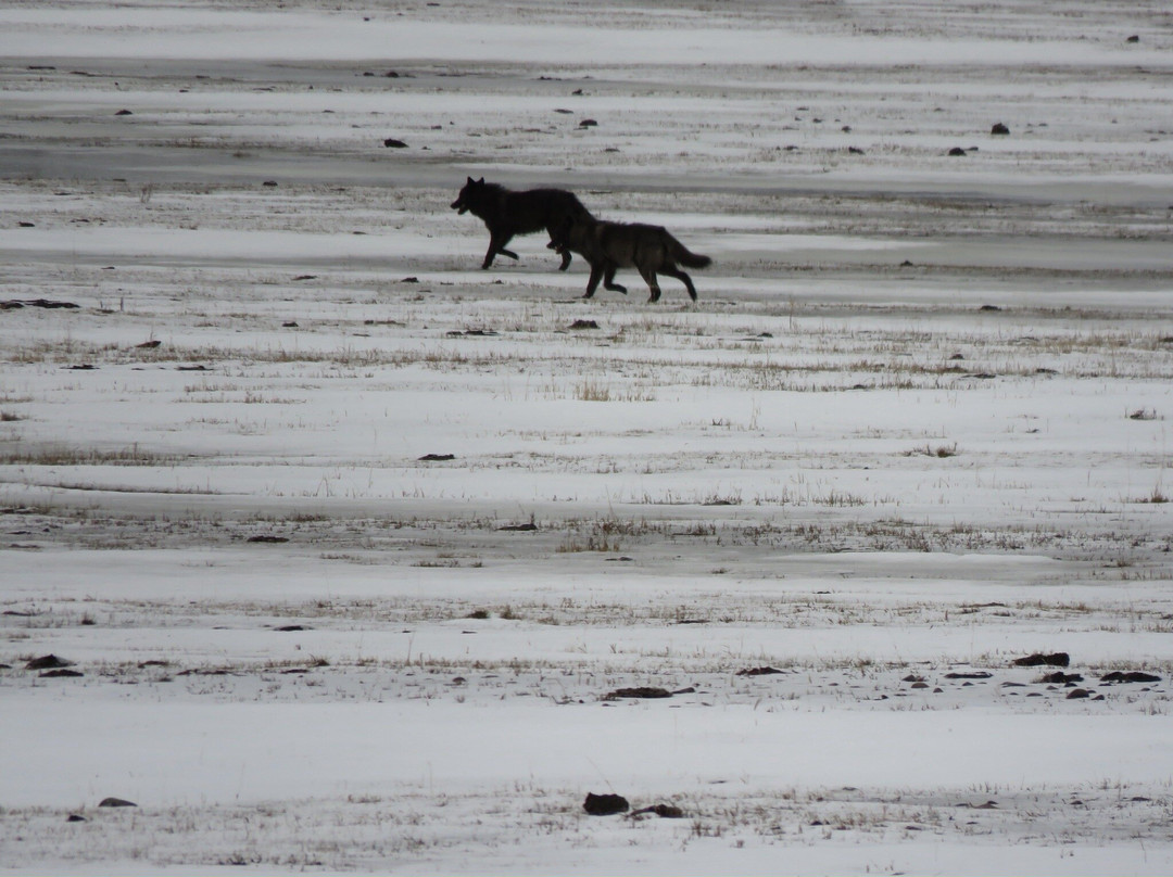 Yellowstone Wild-加德纳必去景点